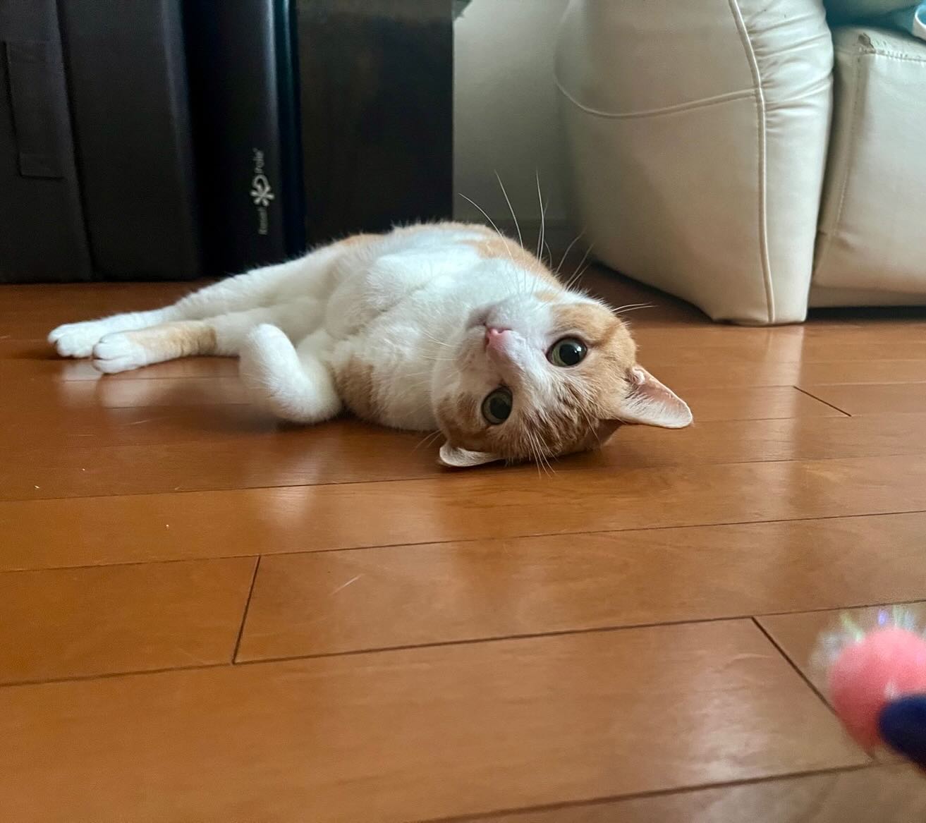 かぼすちゃん初めてお会いしたのはかぼすちゃんがまだ1歳の時で、それはそれは元気溌剌なお嬢さんでしたが、いつの間にか14歳のおばあちゃまねこさん?になっていました?！今回は担当が変わって初めましてのスタッフとのお留守番になりましたが、たっぷりと担当シッターに甘え、以前と変わらずにリラックスして過ごすことが出来ました️ボール遊びが大好きなのは、1歳の時からずっと変わらずかぼすちゃん、可愛いなー笑！シッティング担当：後藤