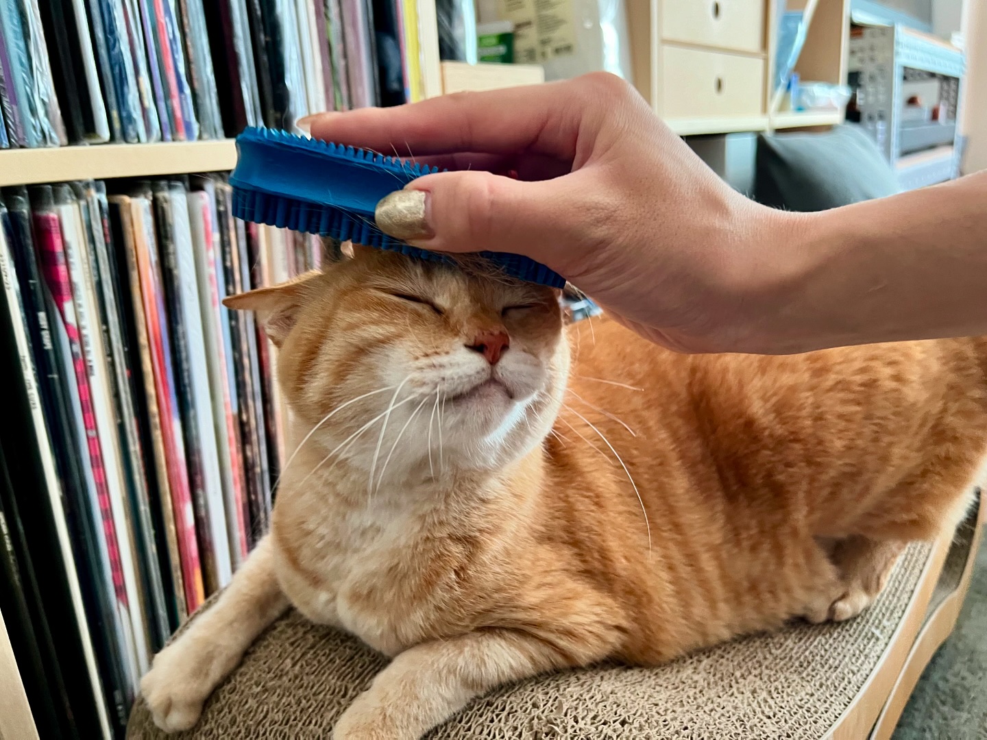 •^._.^ツメちゃん^._.^初めてのご利用でした️人がだぁ〜いすきなツメちゃん。初めましての時から喉をｺﾞﾛｸﾞﾙ大きく鳴らしてお腹をどーんと見せてくれました♡ブラシもうっとり堪能してもらえてじゃらしでは活発にはしゃいでくれましたたくさん甘えてたくさん遊んでお留守番お利口さんに頑張れました♡ツメちゃん、ありがとう♡#fukuneco#キャットシッター#ペットシッター #ねこすたぐらむ #猫 #ねこ #ねこ部 #猫好きさんと繋がりたい