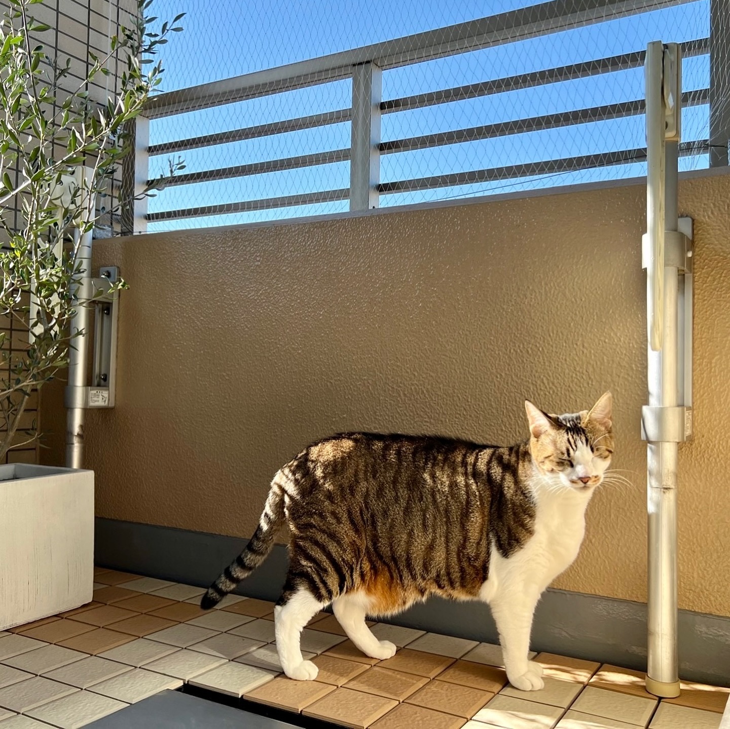 ??シンバちゃん??いつもシッターにはクールなシンバちゃん。「こうして！」とたくさんの想いを色んな表現で伝えてくれるので毎回たくさん勉強させてもらってます️目指せ、シンバちゃんのお腹に顔をうずめさせて貰えるまで！！(ง •̀_•́)ง担当シッター：後藤#fukuneco#キャットシッター#ペットシッター #ねこすたぐらむ #猫 #ねこ #ねこ部 #猫好きさんと繋がりたい