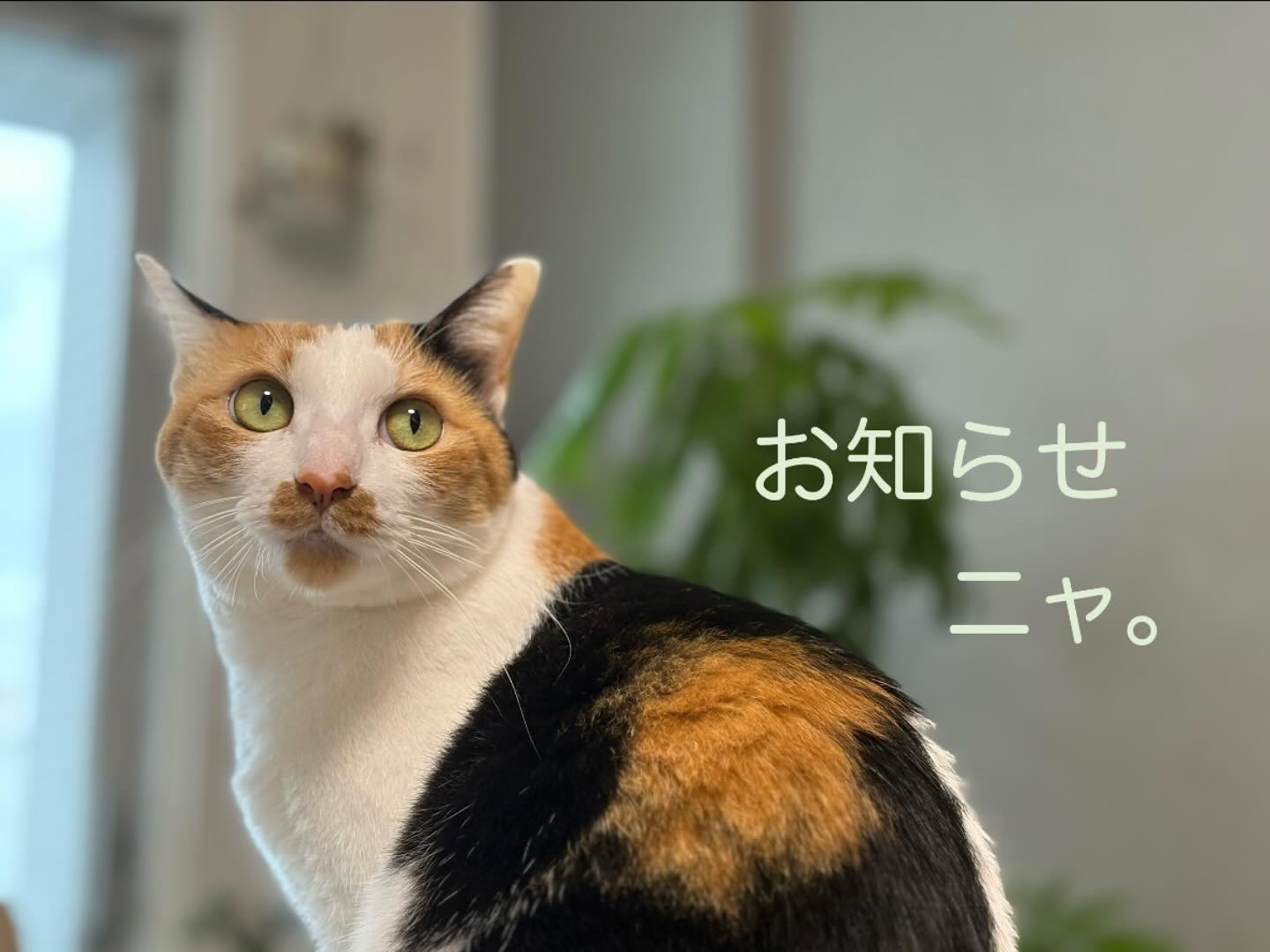 こんにちは！久し振りの投稿となります??‍大谷です。開業時からずっと私がInstagramの投稿をして参りましたが、今後はお世話を担当させていただきましたシッターが投稿も担当させていただくことになりました️業務に追われて最近は大谷がInstagramをサボりがちになっていましたが、今後はスタッフが可愛いねこさん達のお写真や動画をご紹介させていただきますので、今後ともどうぞよろしくお願いいたします「お家でのお留守番だと、とてもリラックスして過ごせるんだよ」ということを、もっともっと大勢の方に知っていただきたいです?シッターのご利用を迷われている方にも、当店のシッターのねこさん達への愛が届くと嬉しいです。今後もスタッフ一同、ねこさんたちと飼い主様の為に頑張って参ります????どうぞよろしくお願いいたします！fukuneco代表　大谷仁美#tokyoペットシッター #ペットシッター #キャットシッター #ねこすたぐらむ #ねこ #猫#ねこ部 #ねこすたぐらむ