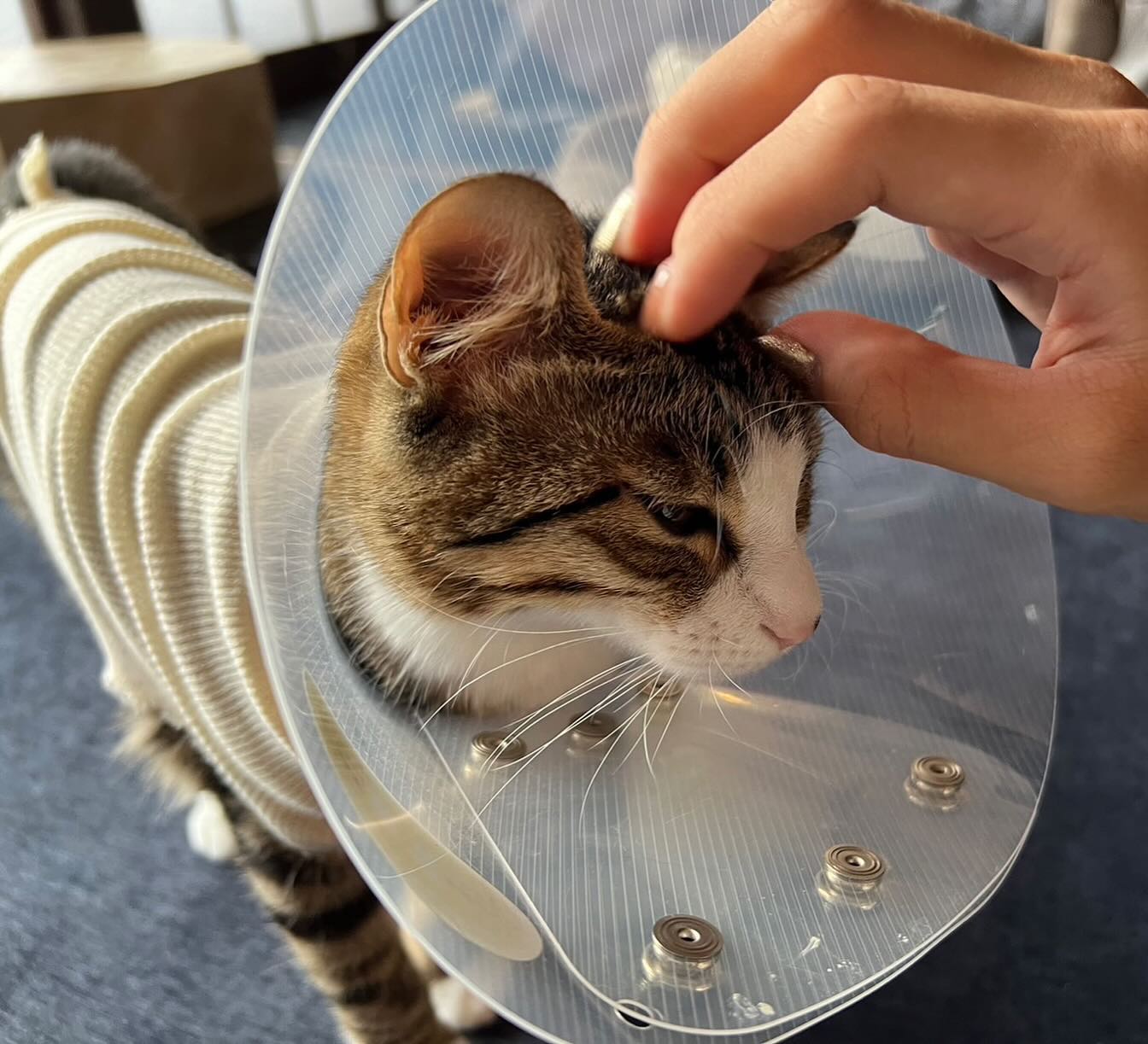 ♡うたちゃん、はなちゃん︎初めてのご利用でした️ご利用日が未定で先にお打ち合わせだけさせていただいていたので、早くうたちゃんとはなちゃんと遊びたいなとシッティングの日を待ち侘びていました！やっと訪れたシッティングの日?避妊手術を終えて、カラーとお洋服を着ているうたちゃんはなちゃんにお会いすることが出来ました！2人とも初めてのカラーとお洋服に戸惑っていましたが、可愛い可愛いお顔をたくさん見せてくれました。精一杯お世話させていただきましたが、何より寛いで貰えて良かったです️うたちゃん、はなちゃん、避妊手術お疲れ様でした次はたくさん遊ぼうね♡シッティング担当：後藤#fukuneco#キャットシッター#ペットシッター #ねこすたぐらむ #猫 #ねこ #ねこ部 #猫好きさんと繋がりたい