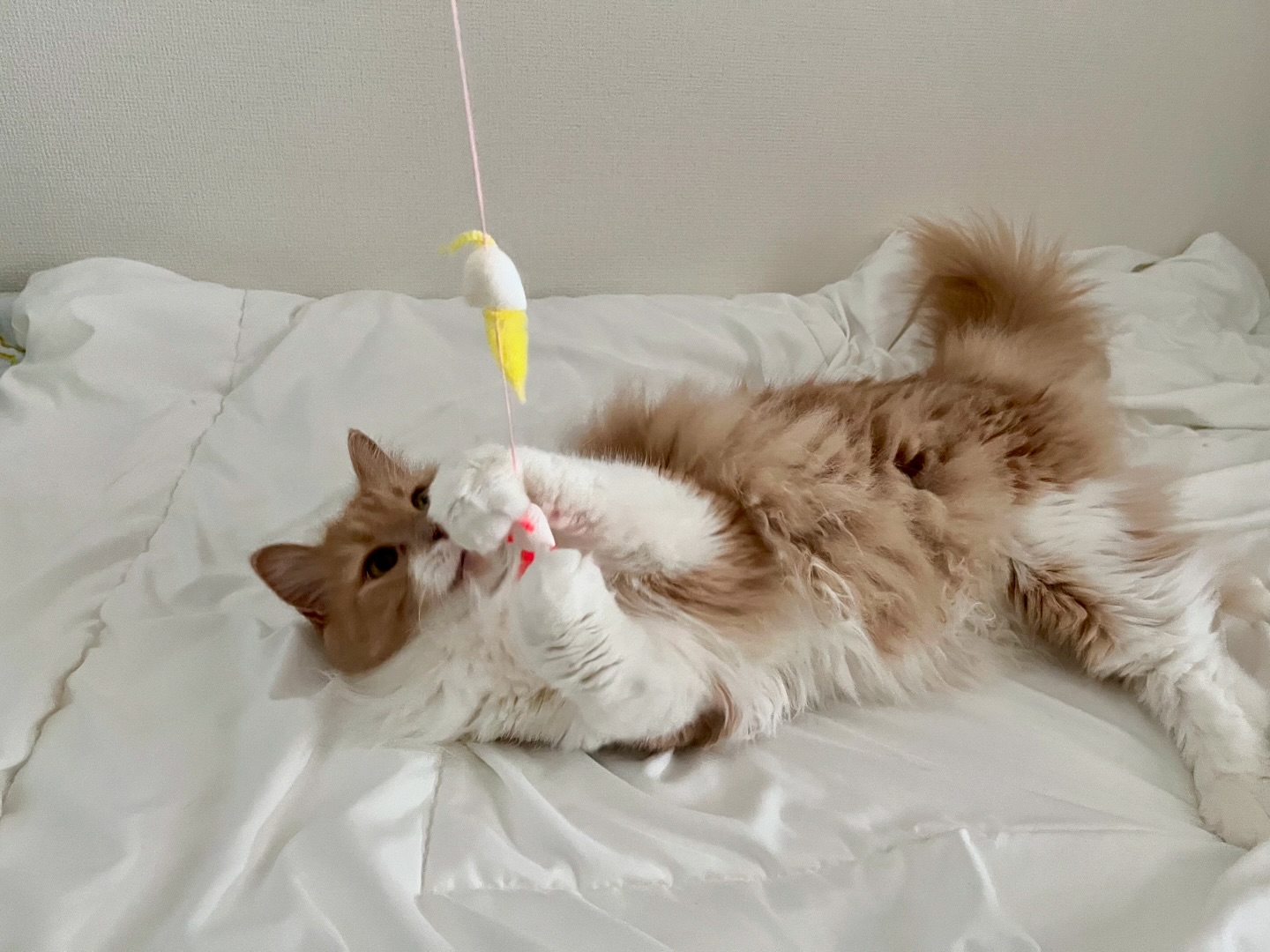 ฅぎんちゃん、ふくちゃんฅ少し緊張しながらも精一杯甘えてくれるぎんちゃんと、「遊んでくれる人だ！」と目をキラキラさせるふくちゃん。今回もお留守番一緒に頑張ってくれました️いつもおやつ食べて、たくさん遊んで気が向いた時はブラシもしたり。ブラッシングは「ニガテデス」ってなりますが笑ぎんちゃん、ふくちゃん、いつもありがとう️♡ 担当シッター：後藤#fukuneco#キャットシッター#ペットシッター #ねこすたぐらむ #猫 #ねこ #ねこ部 #猫好きさんと繋がりたい