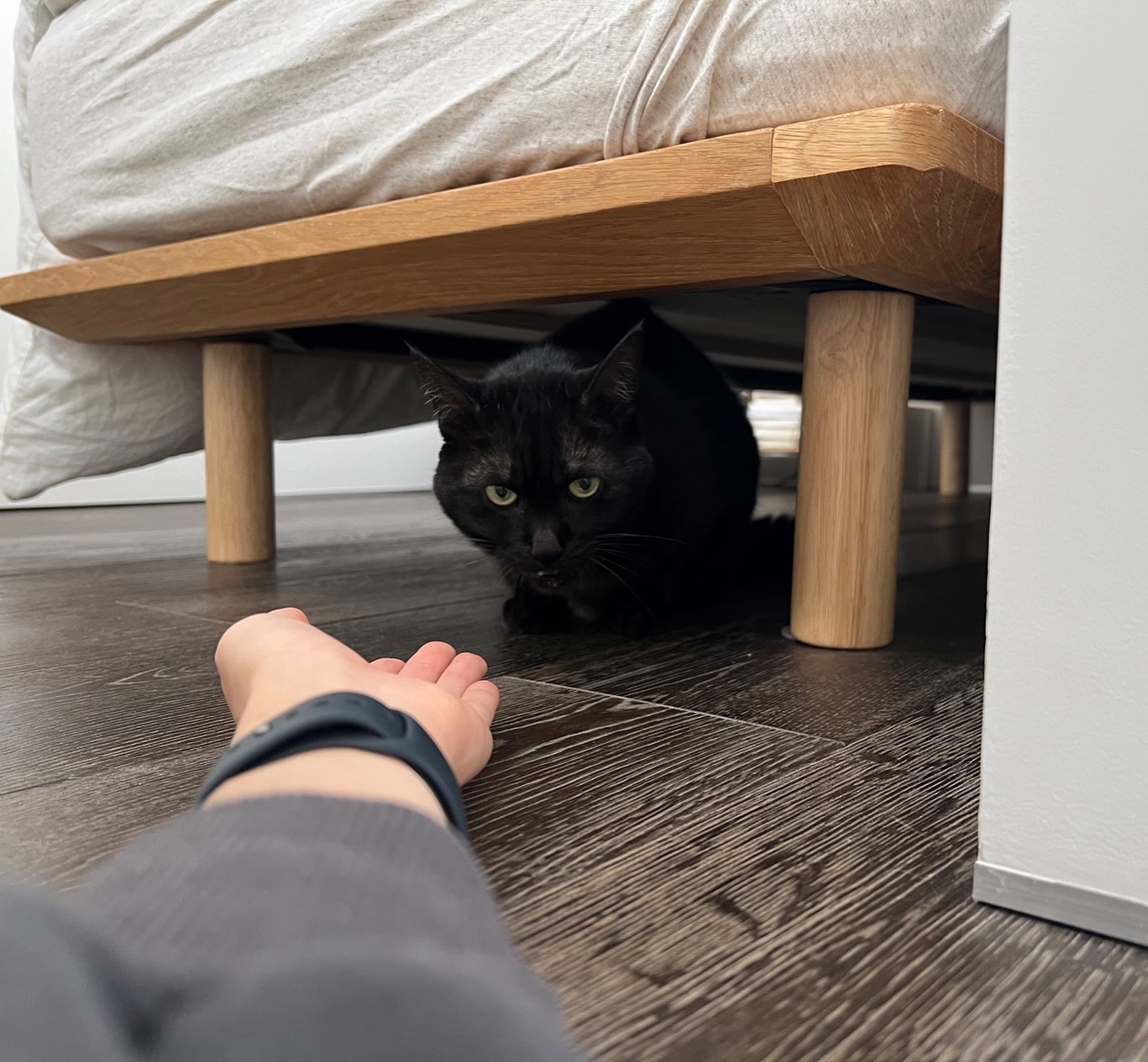 にゃー?‍ちゃん。今回のお留守番は、ふわふわもこもこになって「やんのかぁ？」と言っていました笑にゃーちゃんのアンダーコートはシルバーのようで綺麗な綺麗なお洋服を着ているんです私のラブコールよ届けっ?　担当シッター：後藤#fukuneco#キャットシッター#ペットシッター #ねこすたぐらむ #猫 #ねこ #ねこ部 #猫好きさんと繋がりたい