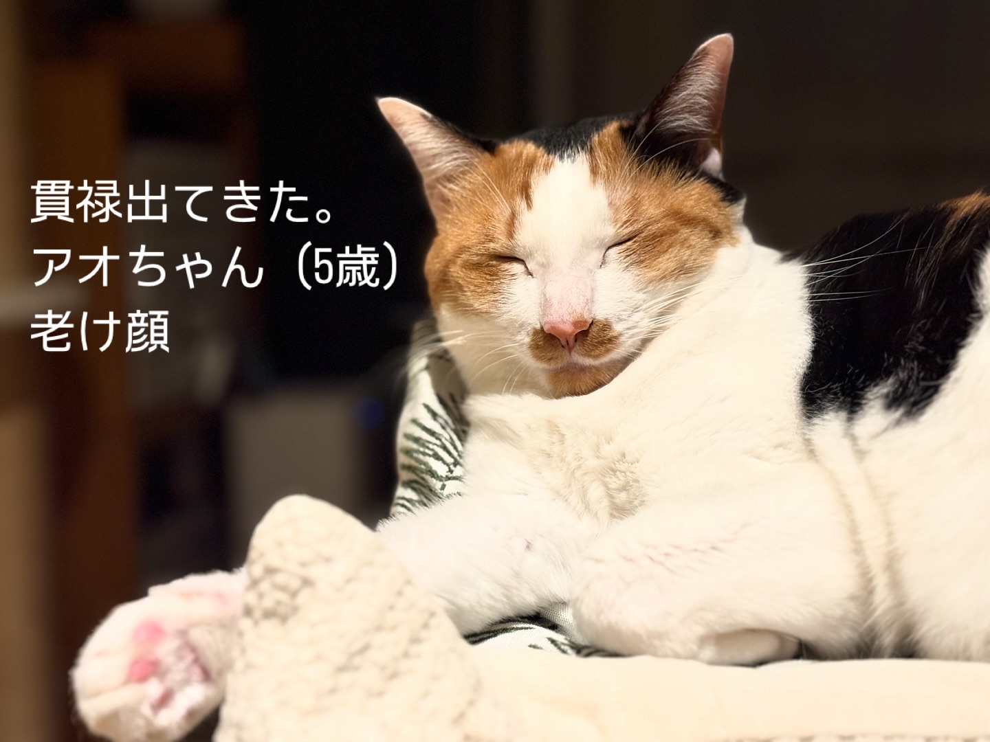 たまには、我が家のねこ自慢を?大谷家のねこ、アオちゃん。そっと寄り添ってくれる癒し系女子。#fukuneco#キャットシッター#ペットシッター #ねこすたぐらむ #猫 #ねこ #ねこ部 #猫好きさんと繋がりたい
