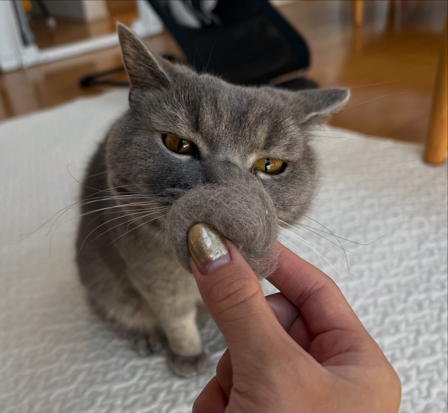 ?‪ビビちゃん?‪初めてのご利用でしたฅ前髪辺りが少し癖っ毛な毛質の持ち主のビビちゃん、少しふわふわなのがチャームポイントです。人がだ~い好きで甘えん坊さんコロコロもブラシもポインターも大好き♡沢山遊び走り回ってお留守番頑張りました飼い主様から、ビビちゃんの可愛いかっこいいお写真の厳選をお任せいただき悩みに悩みましたがどれも可愛いです。?ビビちゃん、ありがとうシッティング担当：後藤#fukuneco#キャットシッター#ペットシッター #ねこすたぐらむ #猫 #ねこ #ねこ部 #猫好きさんと繋がりたい