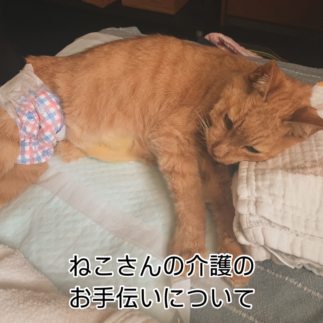 ボルドーちゃんのご紹介をさせていただいたので、ボルドーちゃんと一緒に暮らしていた茶にいちゃんのご紹介もさせてください️茶にいちゃんは、シニアになってから保護されておうちの子となり、今年の8月20日に虹の橋を渡りました。わたし(大谷)とは3年のお付き合いで、シッティングではいつもニコニコと笑顔で撫でられており、それはそれは可愛いおばあちゃまでした?(お写真5枚目以降は、元気ハツラツ期の茶にいちゃん)今年の夏につきっきりの介護が必要になった時、当店の後藤が飼い主様のお手伝いをしにご自宅に伺わせていただきました。おむつの交換、寝返りの介助、シリンジを使ってのお食事のお手伝い、そばに付いて優しく声をかけてあげるなど、普段飼い主様がなさっていることを同じよう愛情をもってさせていただき、茶にいちゃんにとって良いと思うことをアドバイスさせていただきました。先日、飼い主様が「あの時はとても心強かった」とおっしゃってくださり、要介護の猫飼いさんに向けてもっとこのサービスを周知してほしいと今回のインスタ投稿を推してくださいました。猫もどんどん高齢化が進んでおり、ご自宅での投薬や皮下点滴、通院の機会が増えております。飼い主様だけではご不安だと感じられましたら、是非お気軽にお声掛けくださいませ。当店には動物介護士の有資格者が2名在籍しておりますお留守番中の介護、通院代行、その他ご相談なども承っております♀️全スタッフ、誠心誠意お役に立てるように励ませていただきます。#fukuneco#キャットシッター#ペットシッター #ねこすたぐらむ #猫 #ねこ #ねこ部 #猫好きさんと繋がりたい#猫の介護#猫の介助#茶にいちゃんforever