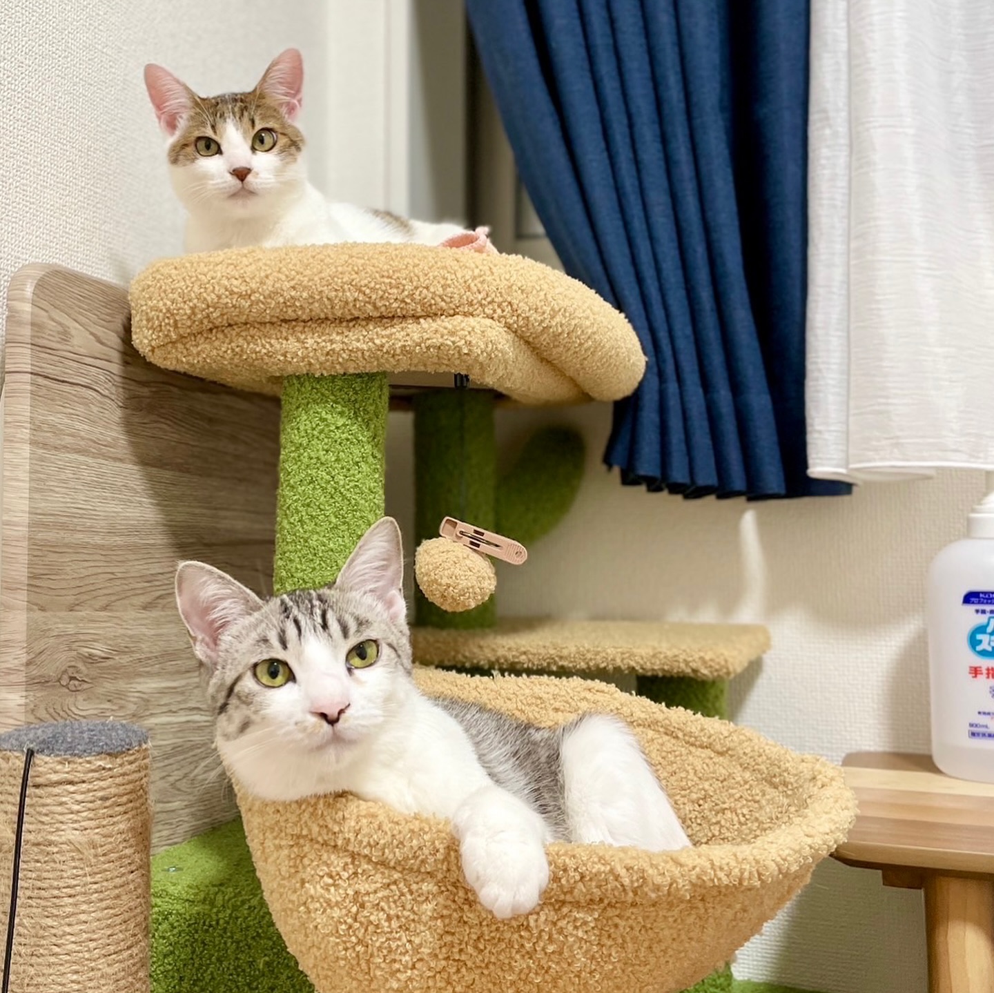 まろちゃん・きゅうちゃん 今回が初めてのシッティングとなる子猫のまろちゃんときゅうちゃんは、毎日が冒険です！ 何にでも興味津々で、元気いっぱいの姿を見せてくれました。ワクワクした目で駆け回る姿がとっても可愛らしいですきゅうちゃん、まろちゃんありがとう️シッティング担当:川嶋#fukuneco#キャットシッター#ペットシッター #ねこすたぐらむ #猫 #ねこ #ねこ部 #猫好きさんと繋がりたい