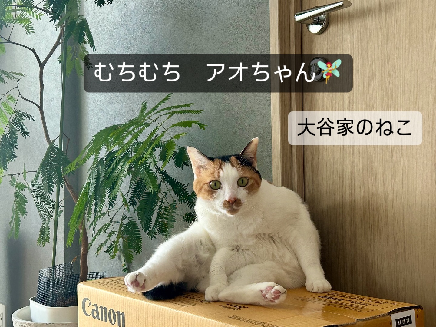 定期検診に連れて行きたいのに、キャリーバッグに入ってくれない?来週こそは何とか連れて行きたいところ#fukuneco#キャットシッター#ペットシッター #ねこすたぐらむ #猫 #ねこ #ねこ部 #猫好きさんと繋がりたい