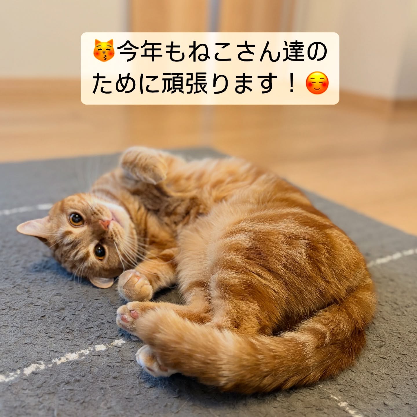 年明け初の投稿となります無事に年末年始の超繁忙期をを終え、平穏な日々が戻って参りました️今回の年末年始は例年以上に多くの方々にご利用いただき、たくさんのねこさん達と一緒に過ごさせていただく機会を頂戴いたしました。すべてのお客様とねこさんたちに感謝です‍♀️そして、愛情を込めてねこさんたちのお世話をしてくれたスタッフたちにも感謝ですお客様から頂く感謝のお言葉を糧に、今年もスタッフ一同心をこめて全力でお仕事に取り組んで参ります。今年も何卒、fukunecoをよろしくお願いいたします️お写真は可愛い可愛いめるちゃんですたくさん遊んで、楽しくお留守番を頑張れたね！めるちゃんからの「ありがとう」、いつもしっかりと伝わってるよ?　担当シッター：大谷#fukuneco#キャットシッター#ペットシッター #ねこすたぐらむ #猫 #ねこ #ねこ部 #猫好きさんと繋がりたい