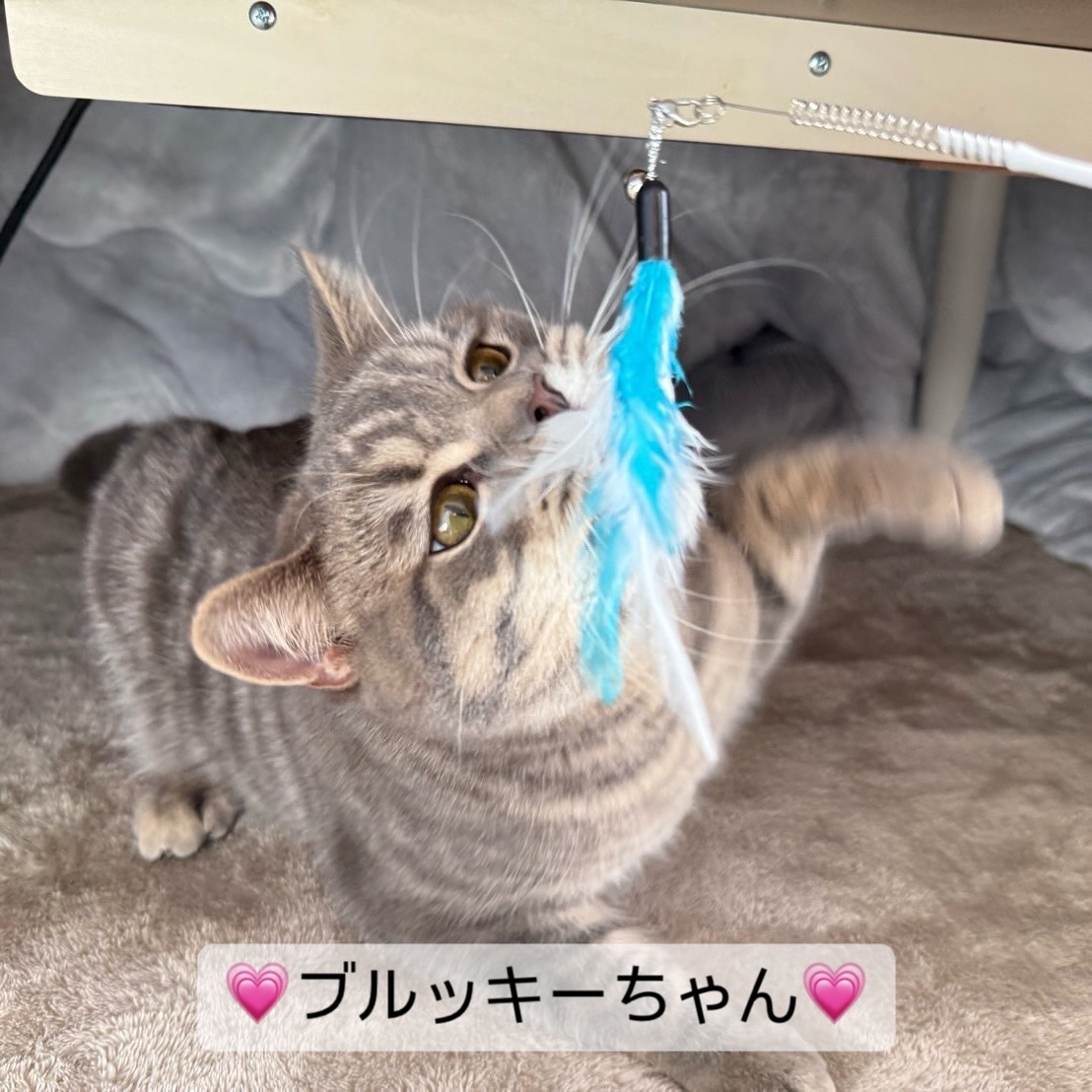 いつもシッターの訪問を楽しみに待ってくれていて「わーん」と可愛らしいお喋りで歓迎をしてくれるブルッキーちゃんちゅーるがとっても大好きで遊ぶのもとっても大好きでシッターのこともとっても大好き?いつもたくさん甘えてくれます?今回もお留守番がんばったね!担当シッター達もブルッキーちゃんにたくさん癒しをもらったよ?またお会いできる日を楽しみにしています?♀️シッティング担当:宇山 & 後藤#fukuneco#キャットシッター#ペットシッター #ねこすたぐらむ #猫 #ねこ #ねこ部 #猫好きさんと繋がりたい
