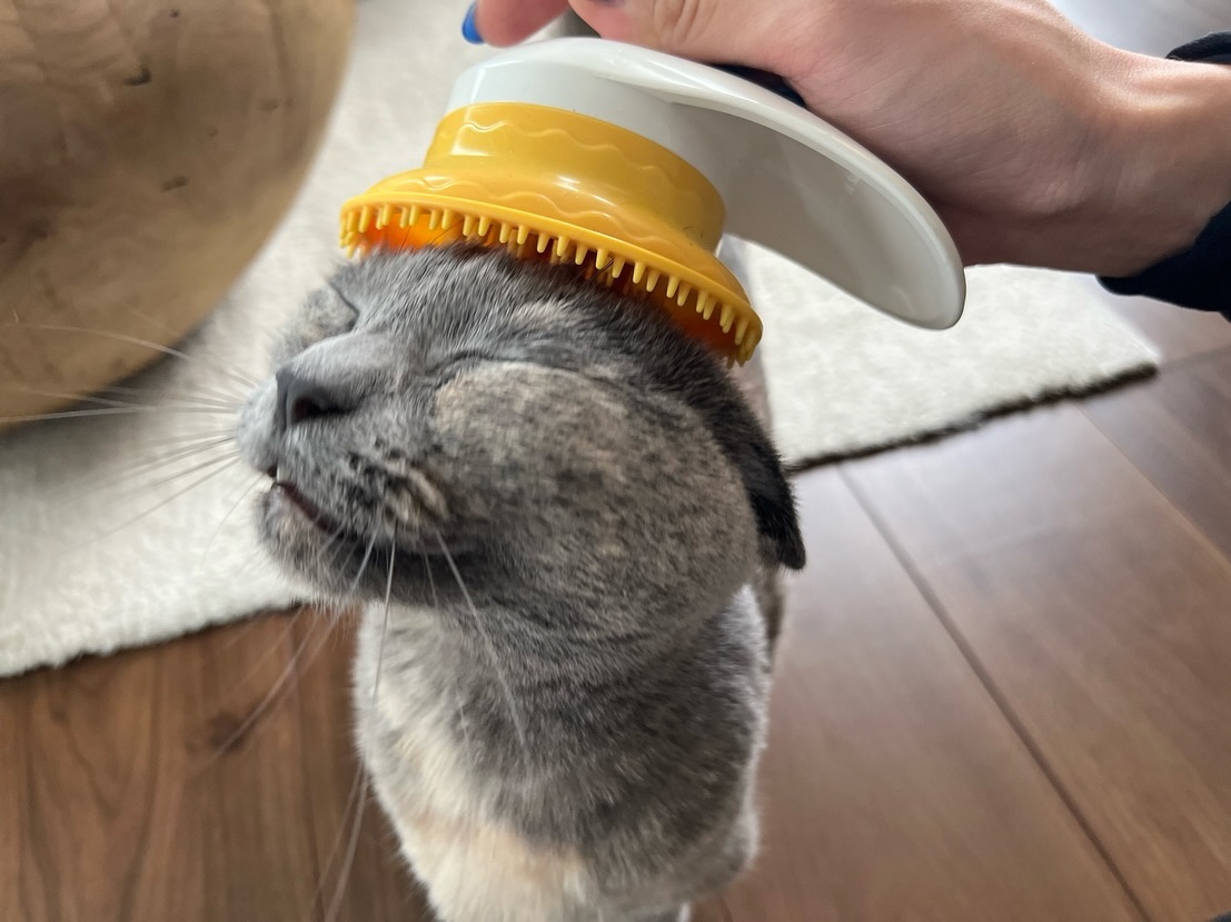 ??ドドちゃん??いつも可愛くお出迎えに来てくれドドちゃん♡トテトテ歩いて来てくれる姿に既に胸を打たれていますブラシ大好き、じゃらし大好き、抱っこ大好き、人大好きな可愛い可愛いドドちゃんとのお留守番は毎回あっという間にお時間が過ぎてしまいますシッティング担当：後藤#fukuneco#キャットシッター#ペットシッター #ねこすたぐらむ #猫 #ねこ #ねこ部 #猫好きさんと繋がりたい