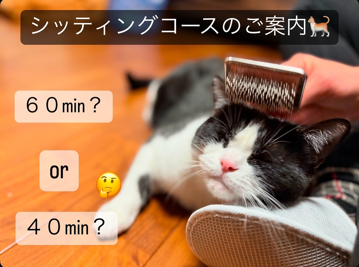 ３匹以上のシッティングのご案内に続き、60分と40分、2つのシッティングコースについてご案内をさせてくださいませ‍♀️ねこさんの心身のケアにより多くの時間を使わせていただくため、今後は40分コースのレポート内容を簡略化し、お送りするお写真や動画を今までよりも少なくさせていただくことにいたしました。当店では60分コースと40分コースの2種類をご用意しております。それぞれの特色をまとめましたので、是非ご参考になさっていただけたらと思います。【60分コース】　️オススメ️・お食事のご用意やおトイレの片付けなどの基本のお世話をした後に、ねこさんと遊んだり、心身のケアをする時間をたっぷりと取らせていただきます。・詳細なレポートとたくさんのお写真や動画をお送りさせていただきます。️ねこさんと触れ合う時間を充分に取れるため、お留守番中のストレスの軽減が期待できます。寂しがりやのねこさん、遊びたい盛りの活発なねこさんにオススメです‍♀️【40分コース】・お食事のご用意やおトイレの片付けなどの基本のお世話が中心となります。・残った時間にねこさんと遊んだり、心身のケアをする時間を取らせていただきます。・簡単なレポートと少数のお写真や動画をお送りさせていただきます。️怖がりのねこさん、少しの時間で満足できるシニアちゃんにオススメです‍♀️触れ合う時間が少なくなってしまいますので、寂しがりやのねこさんや遊びたい盛りのねこさんには、更に充実した時間を過ごせる60分コースをオススメいたします。ご利用いただく全員のお客様に、ご自宅のねこさんに合ったコースをお選びいただけると嬉しいです️コース選びにお悩みの方は、いつでもご遠慮なくご相談くださいませ。今後ともfukunecoをどうぞよろしくお願いいたします。代表　大谷仁美お写真は、遊ぶのも甘えるのも大好きないとちゃんシッターとたくさん遊び、寂しがらずにお出迎えができました?