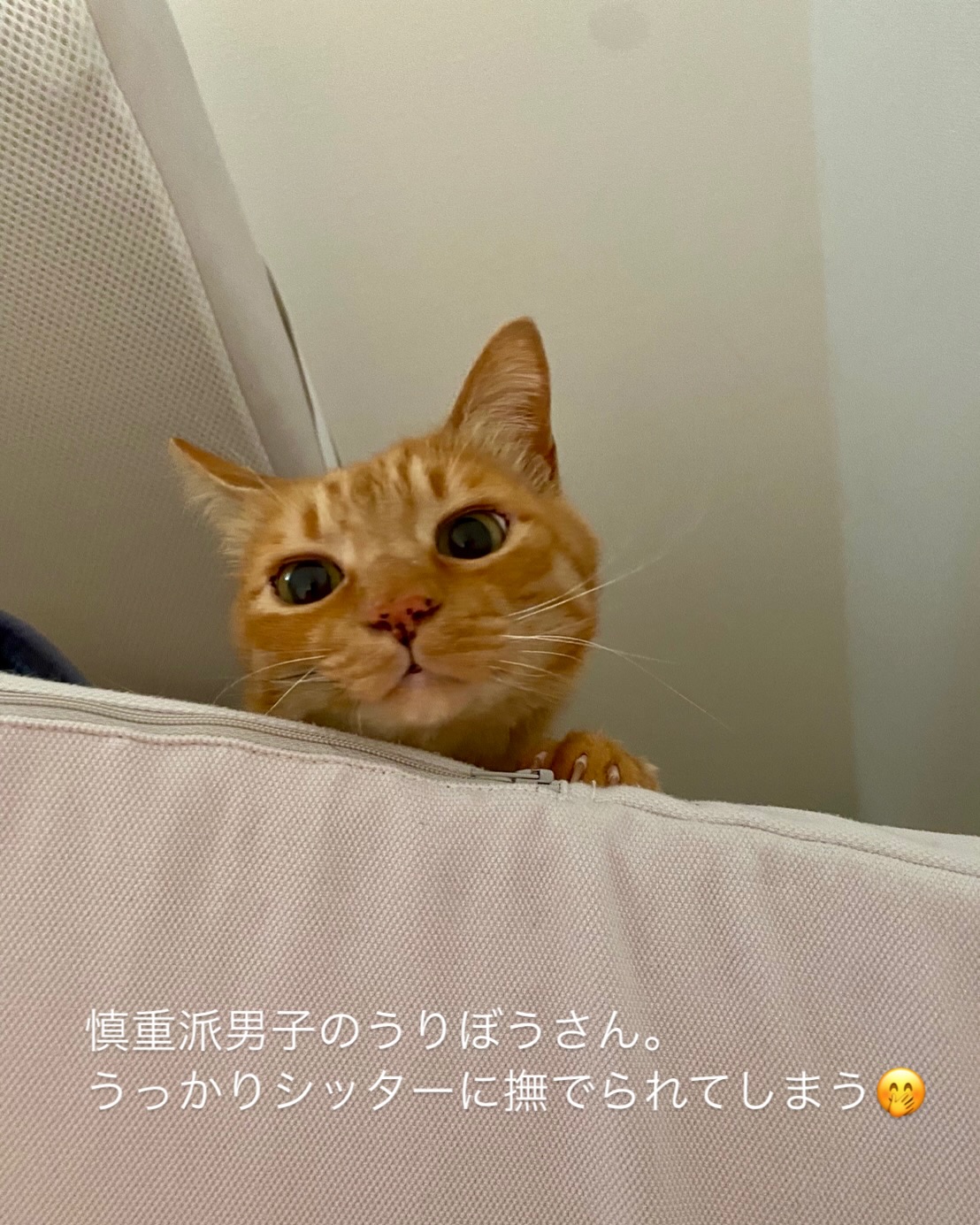 なかなか直ぐには心を開けないねこさんも、2日目にはゴロンゴロンしながら甘えてしまう?シッターマジックです?うりぼうちゃん、よく勇気を出してくれたね！そして甘えられて良かったね️シッティング担当：小林#fukuneco#キャットシッター#ペットシッター #ねこすたぐらむ #猫 #ねこ #ねこ部 #猫好きさんと繋がりたい