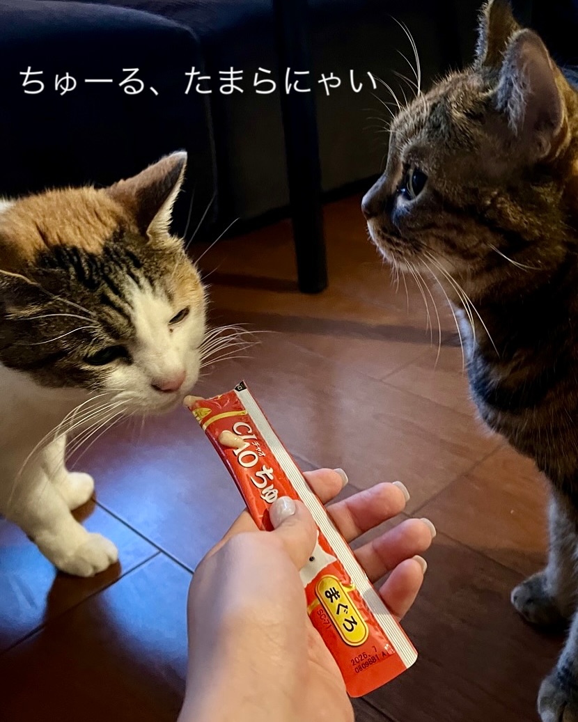 あんずちゃんとくるみちゃんたまらにゃいが多い、かわいいこたち️三毛ちゃんのくるみちゃんとは仲良くなるのに少し時間がかかったけれど、一度心を開いてくれてからはどれだけ経っても覚えてくれている?あんずちゃんは、じゃらし遊びもたまらにゃい。大好きなものがたくさんあるって、とても幸せシッティング担当：後藤#fukuneco#キャットシッター#ペットシッター #ねこすたぐらむ #猫 #ねこ #ねこ部 #猫好きさんと繋がりたい