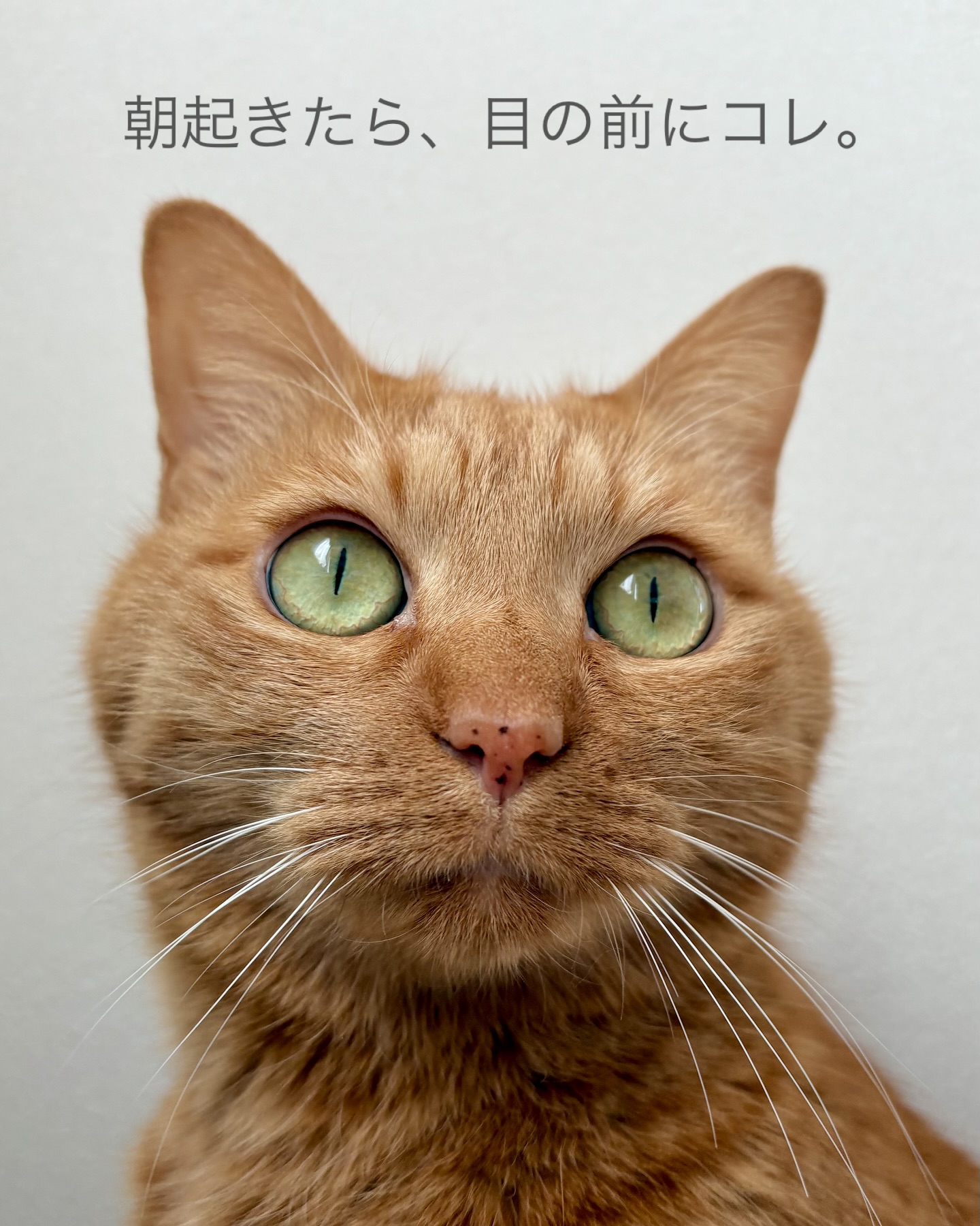 大谷家の幸せな朝️何かを言うでもなく、ただひたすらに観察されている。アオちゃんの登場が多めですが、うにも変わらず元気です?