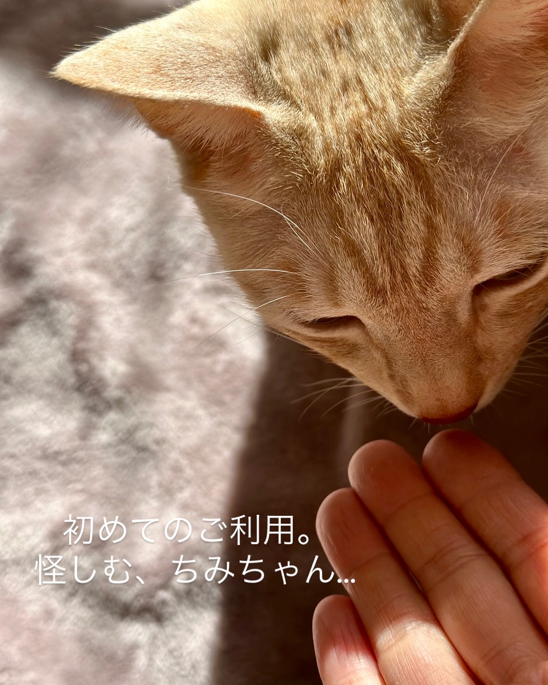 ちみちゃん & てちちゃん今回が初めてのご利用でした‍♀️ちみちゃんが慎重な子だったので、怖がらせないようにねこさんたちのペースでご挨拶。初日はびっくりしちゃっていたけれど、翌朝には勇気を振り絞ってそばに来てくれました?私たちシッター以上に飼い主さまはご心配だったはず…「ねこたちの様子を詳しく知ることができて安心しました！」と飼い主さまからお礼のお言葉をいただきました️とっても励みになりますまたいつか、ちみちゃんてちちゃんにお会いできる日を楽しみにしています??♡シッティング担当：小出#fukuneco#キャットシッター#ペットシッター #ねこすたぐらむ #猫 #ねこ #ねこ部 #猫好きさんと繋がりたい