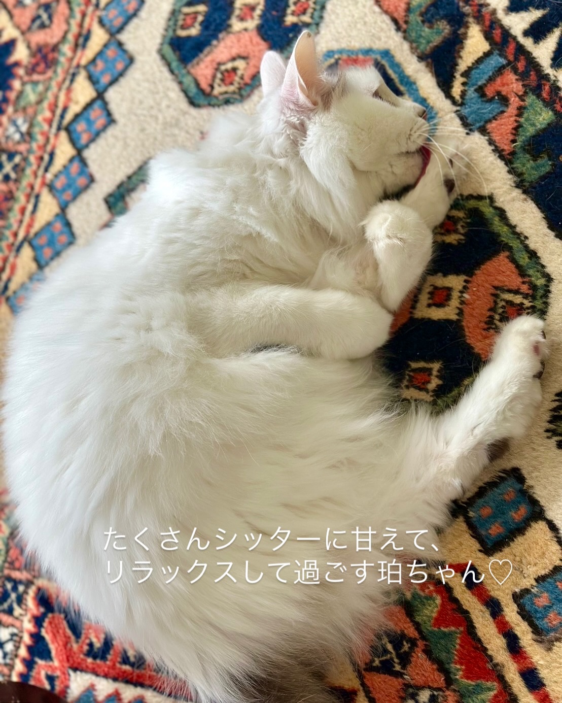 珀ちゃんペットホテルはダメだった繊細な子だけど、お家でのお留守番だととっても楽しそうに過ごしている‍♂️飼い主さまから、「私にはなかなか見せない表情をしている」とお礼のお言葉をいただきました?ねこさんにストレスなくお留守番してもらえるのが、一番嬉しい。このサービスがもっと広がりますようにシッティング担当：小出 & 粟田#fukuneco#キャットシッター#ペットシッター #ねこすたぐらむ #猫 #ねこ #ねこ部 #猫好きさんと繋がりたい