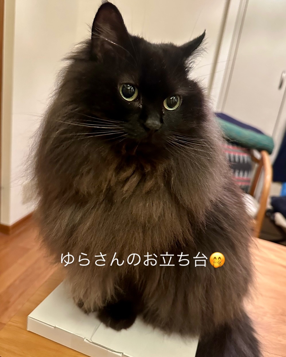 うっとりしちゃうくらいのモフモフふんわりガールのゆらさん?箱があるとすぐに乗っちゃう?うちのスタッフには、「ゆらさんのお立ち台」と呼ばれています?‍シッティング担当：小出#fukuneco#キャットシッター#ペットシッター #ねこすたぐらむ #猫 #ねこ #ねこ部 #猫好きさんと繋がりたい