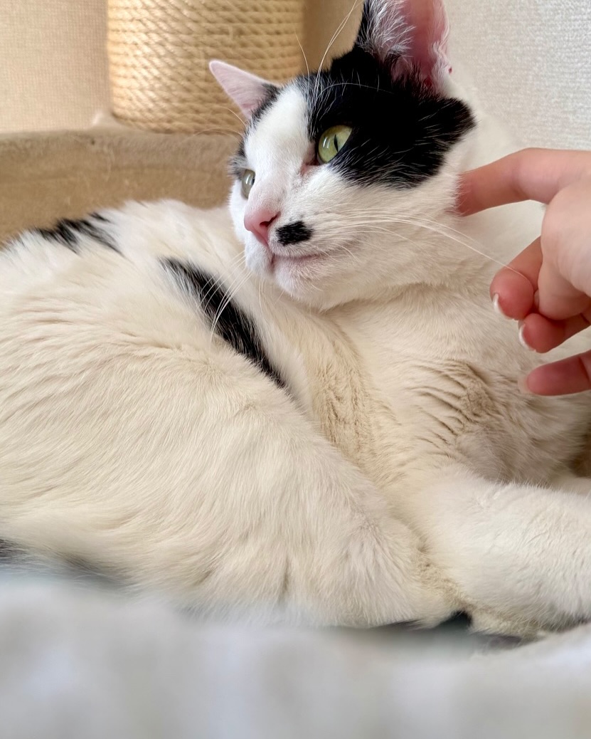 大福くんといちごちゃんドアのガラスのところで、2人ぎゅうぎゅうになってお出迎えをしてくれる「もう可愛すぎー!」なねこさんたちです?待ち侘びてくれていたのね。ありがとうね️シッティング担当:後藤#fukuneco#キャットシッター#ペットシッター #ねこすたぐらむ #猫 #ねこ #ねこ部 #猫好きさんと繋がりたい
