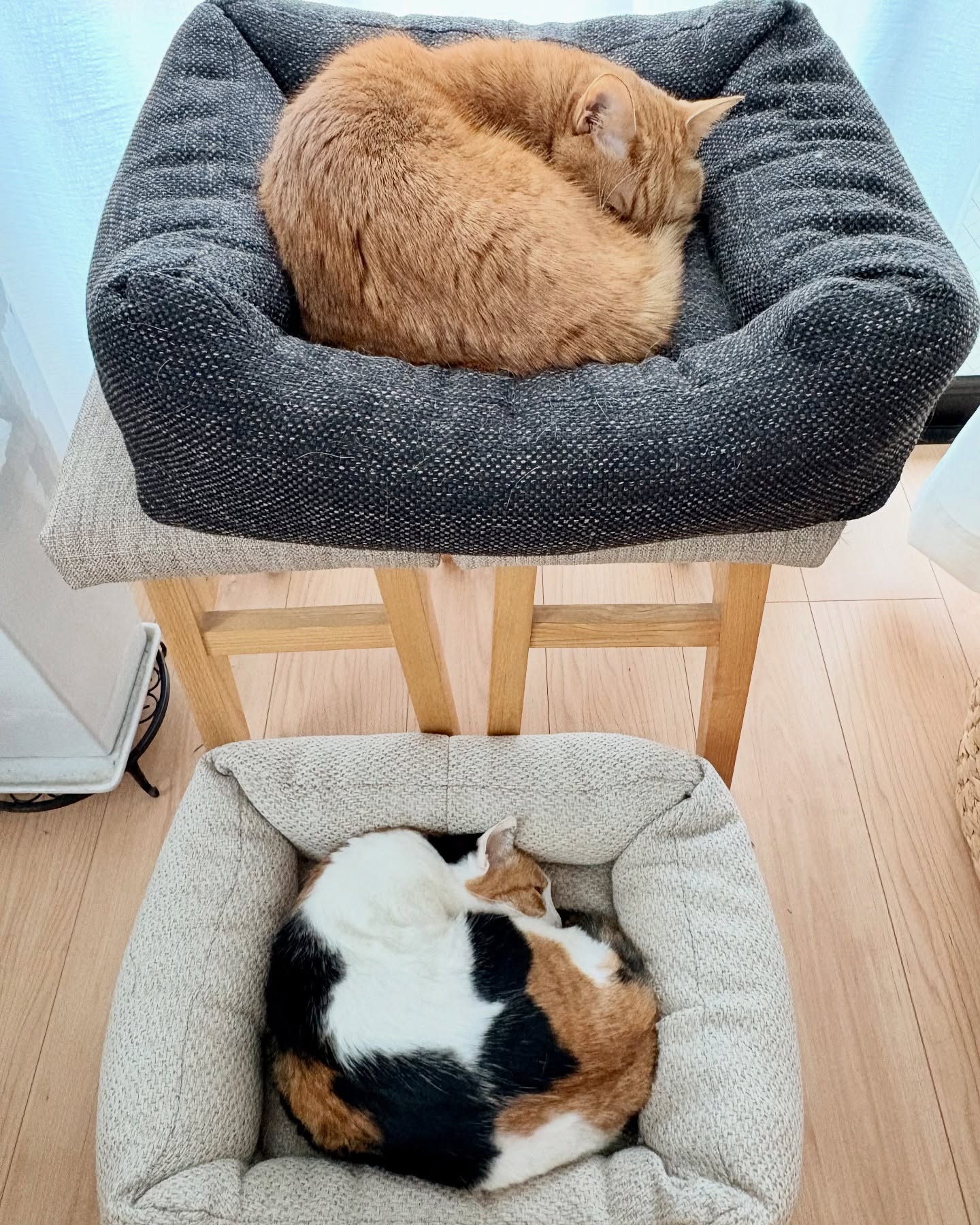 低気圧に弱いひとたち。#fukuneco#キャットシッター#ペットシッター #ねこすたぐらむ #猫 #ねこ #ねこ部 #猫好きさんと繋がりたい