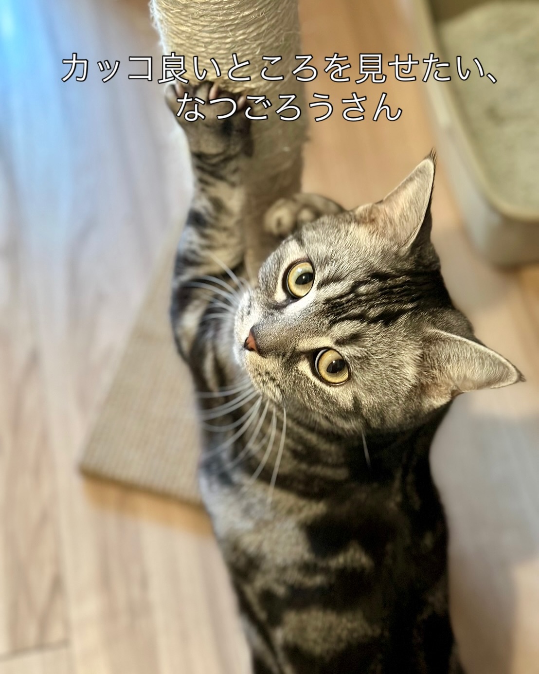 なつごろうさん?担当が誰であっても、いつも目一杯甘えてくれるそして、カッコ良いところを見て欲しがる?男の子の甘え方は、女の子とは全然違う。どっちも可愛い‍♂️シッティング担当：小出 & 粟田#fukuneco#キャットシッター#ペットシッター #ねこすたぐらむ #猫 #ねこ #ねこ部 #猫好きさんと繋がりたい