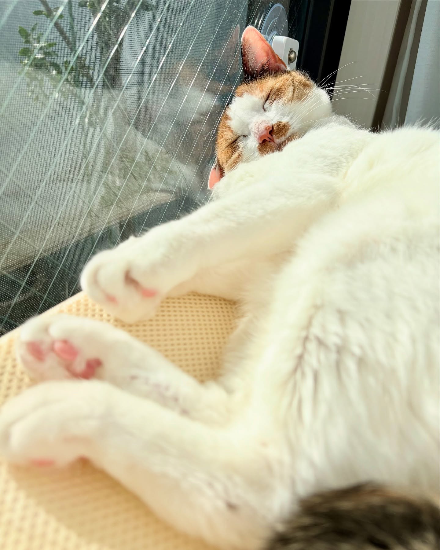 やっと、お日様でたね！?#fukuneco#キャットシッター#ペットシッター #ねこすたぐらむ #猫 #ねこ #ねこ部 #猫好きさんと繋がりたい