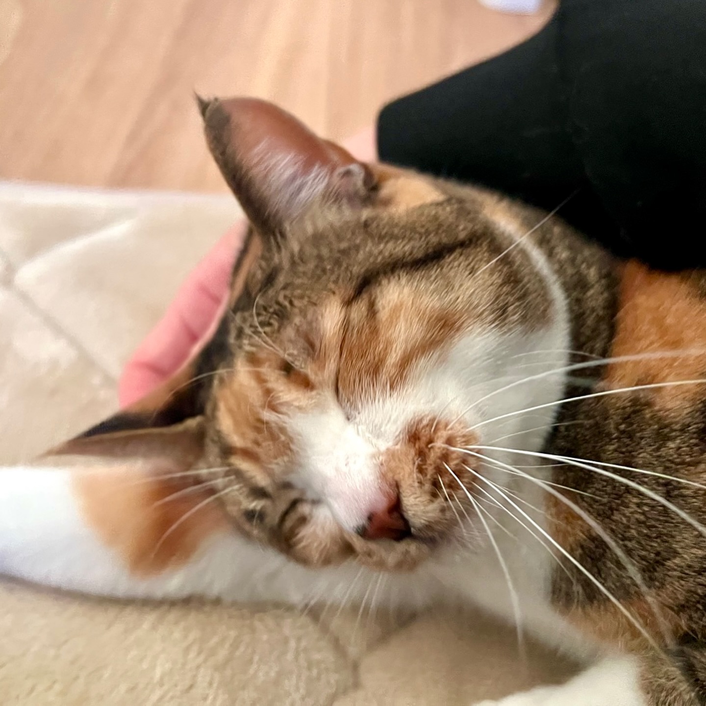 シッターが大好きすぎる、うにちゃんブラシを差し出したら自らお顔をスリスリで、可愛さマグナム級ですお留守番は少し寂しいけど、楽しみながら頑張れました‍♂️シッティング担当：後藤#fukuneco#キャットシッター#ペットシッター #ねこすたぐらむ #猫 #ねこ #ねこ部 #猫好きさんと繋がりたい