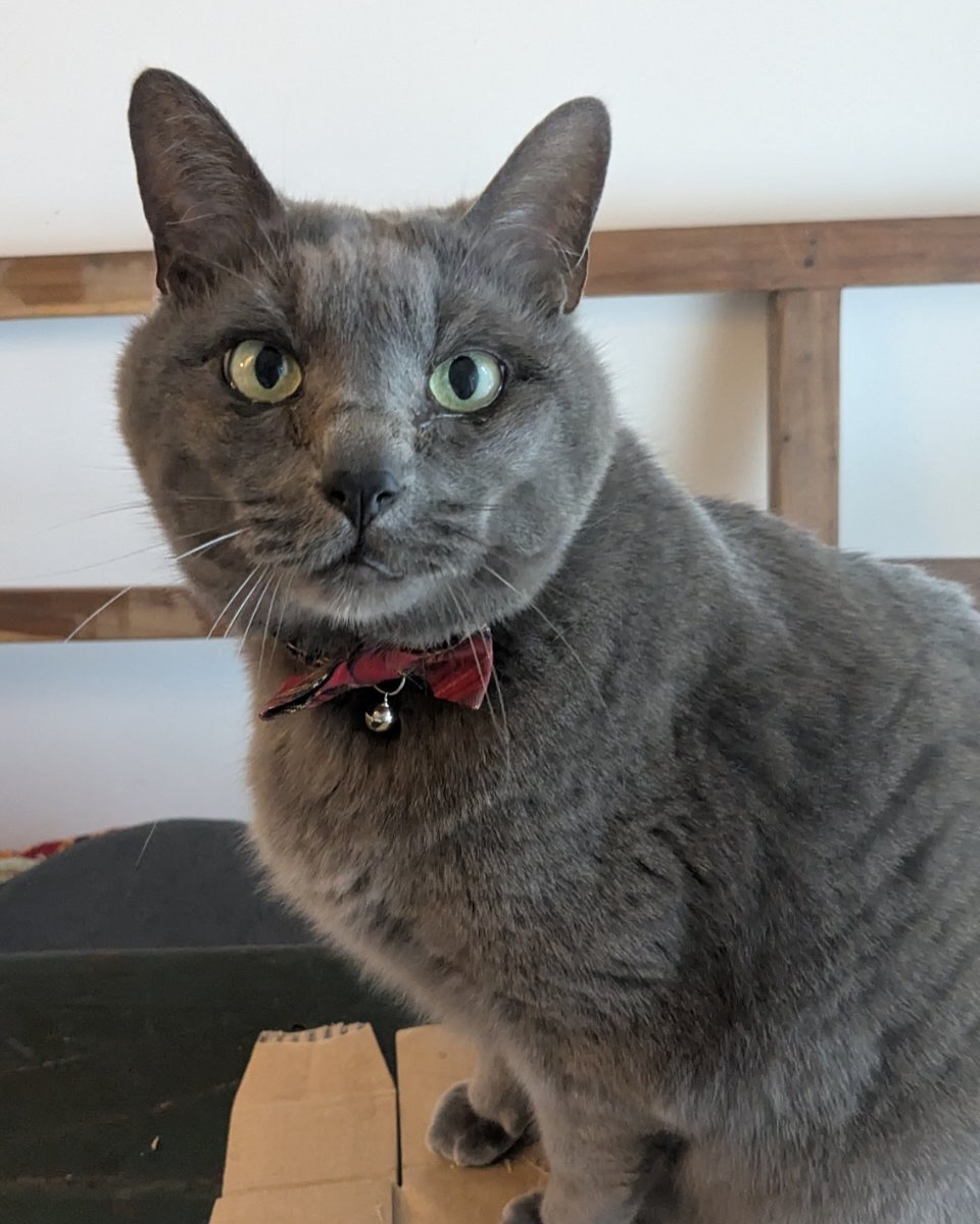 ホシオちゃん🐈今回もシッターと仲良くお留守番をがんばれました🤗ブラッシングが大好きすぎて、ファーミネーターを堪能しながらラバーでセルフブラッシング!可愛いな〜ホシオちゃん🫶シッティング担当:臼井 & 後藤#Tokyoペットシッター#キャットシッター#ペットシッター #ねこすたぐらむ #猫 #ねこ #ねこ部 #猫好きさんと繋がりたい