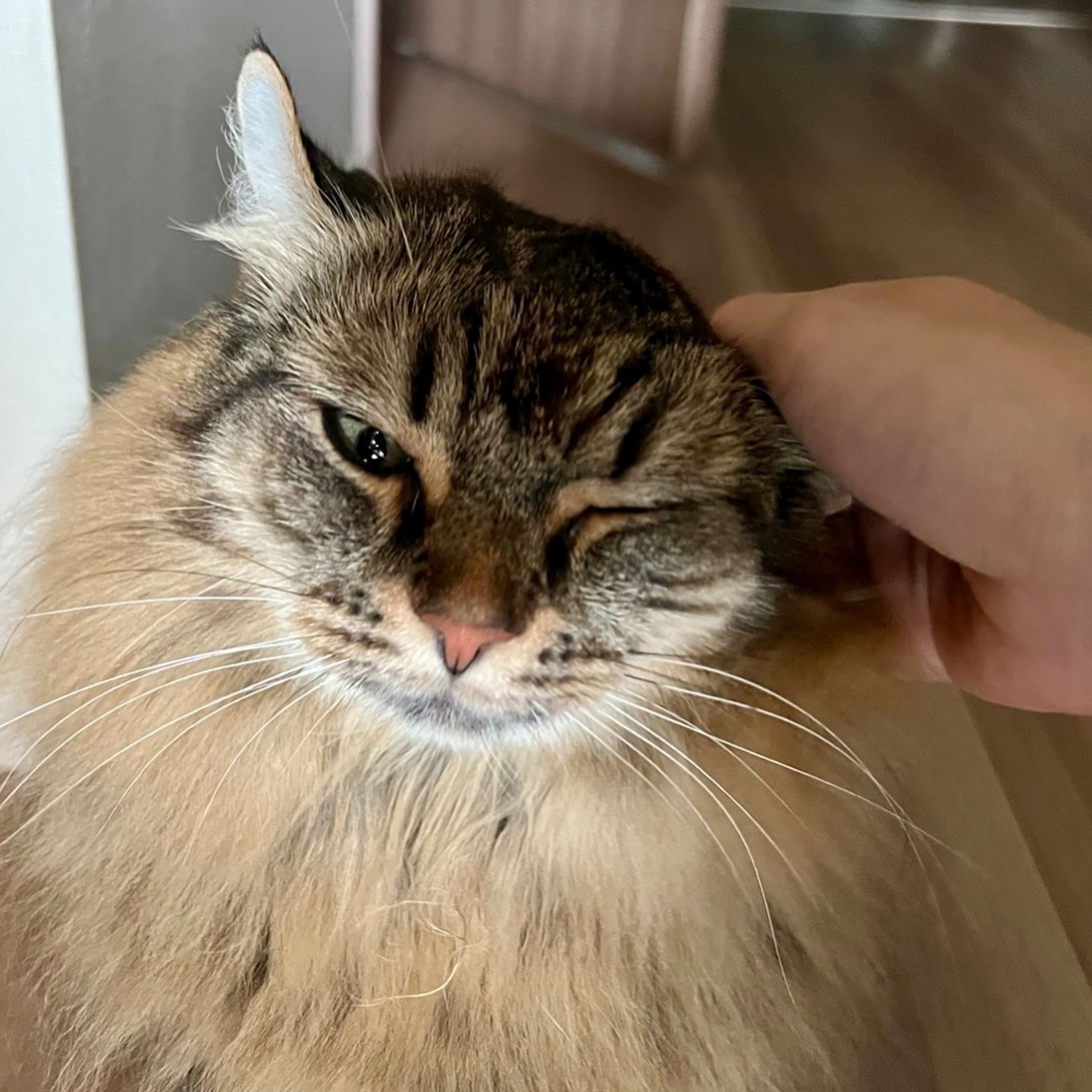 デメルちゃん🐈さとこちゃん🐈玄関を開けて入室させていただくと、今回も2人ともトコトコと可愛らしくお出迎えに来てくれましたシッターの訪問イコール🫶美味しいおやつ&じゃらしタイムだと完全に理解しているデメさとちゃんたちシッティングをいつも楽しみにしてくれているようで、とても嬉しいです!シッティング担当:後藤#Tokyoペットシッター#キャットシッター#ペットシッター #ねこすたぐらむ #猫 #ねこ #ねこ部 #猫好きさんと繋がりたい