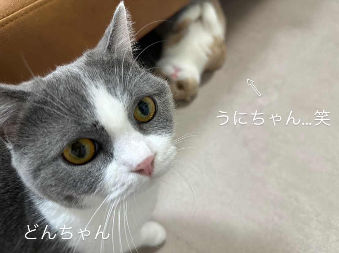 うにちゃんどんちゃん可愛いおふたりは、今回が初めてのご利用でした初日から担当の小出と仲良しになってくれ、毎日たくさんじゃらし遊びを楽しみ、お留守番をがんばれましたうにちゃん、初日からこのリラックスっぷりはなかなかのものですどんちゃん、じゃらし遊び楽しかったね🥰シッティング担当：小出#Tokyoペットシッター#キャットシッター#ペットシッター #ねこすたぐらむ #猫 #ねこ #ねこ部 #猫好きさんと繋がりたい