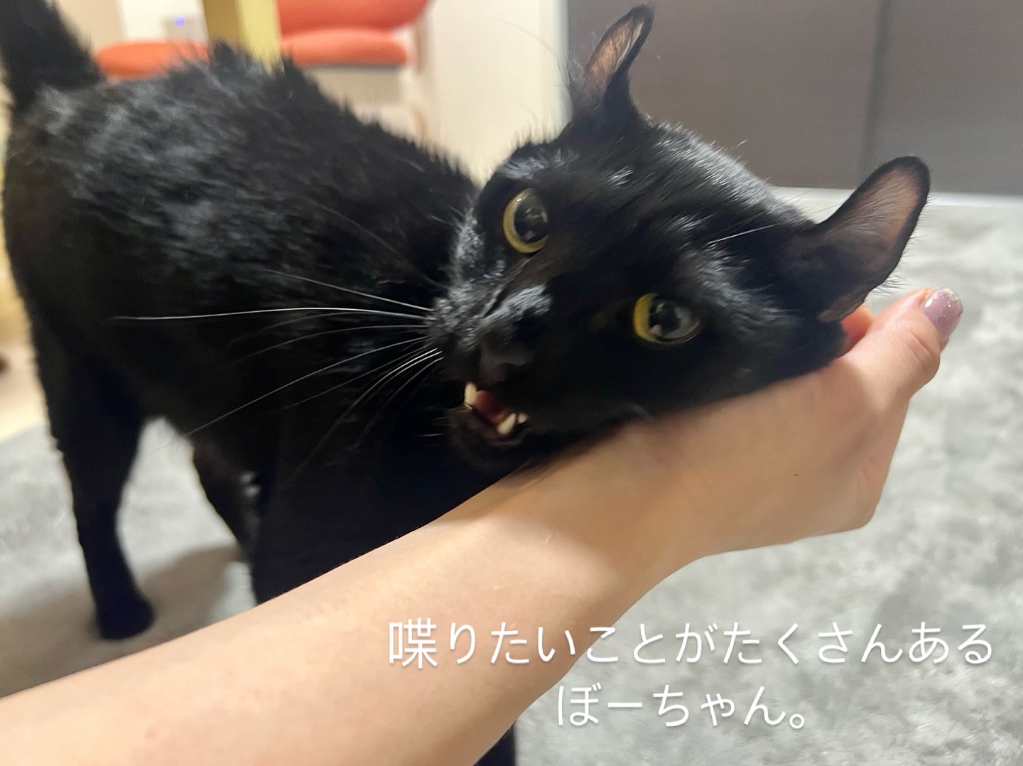 最近、とっても甘えんぼさんのぼーちゃん🐈‍シッティング中は、担当の後藤にずっとスリスリで、近況報告をたくさんしてくれました🥰！また、たくさんお喋りしようね🫶シッティング担当：後藤#Tokyoペットシッター#キャットシッター#ペットシッター #ねこすたぐらむ #猫 #ねこ #ねこ部 #猫好きさんと繋がりたい