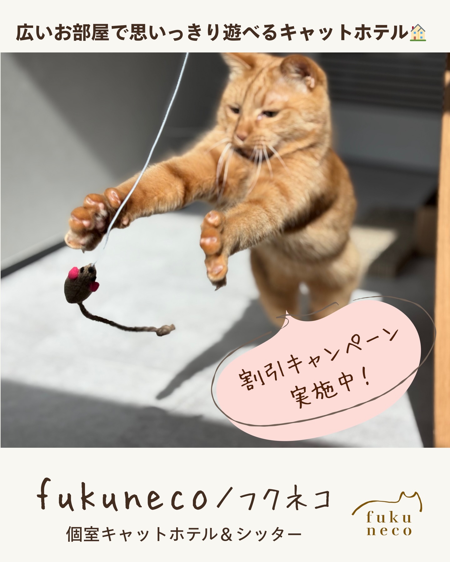 🐈3月31日までの期間限定🐈‍  【1組限定・15％OFF】にてご案内しています。「急なお出かけ」や「お留守番の相談」など  まずはDMやプロフィールURL（HP）から お気軽にお問い合わせください️ @fukuneco_fukuoka#キャットホテル #福岡キャットホテル #福岡ペットホテル #個室キャットホテル #福岡ケージレスペットホテル 福岡市城南区 城南区松山 福岡猫 猫の留守番 fukuneco フクネコ